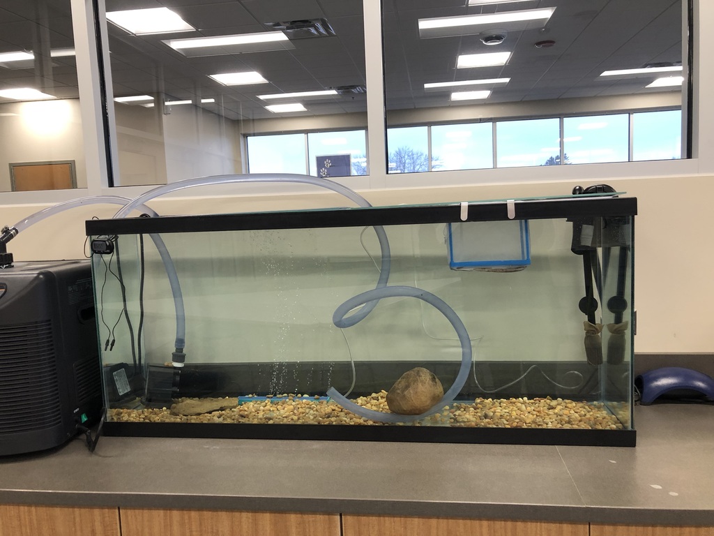 The STEM lab at EES is home to over 200 brown trout. They were tiny, pink eggs on Nov 10. They are now all hatched and growing each day! The fish will be released into a local trout stream in the spring.