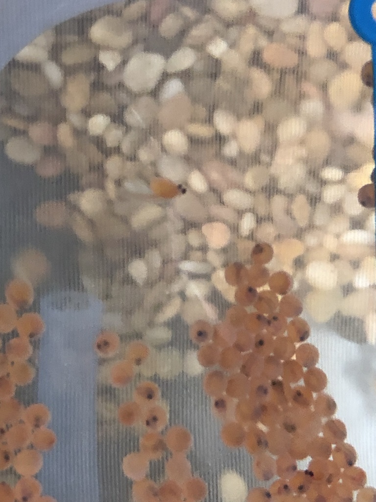 The STEM lab at EES is home to over 200 brown trout. They were tiny, pink eggs on Nov 10. They are now all hatched and growing each day! The fish will be released into a local trout stream in the spring.